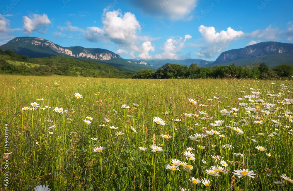 White daisies in full bloom during summer. Flowers in the field near the mountains. White daisies in full bloom during summer. Flowers in the field near the mountains.