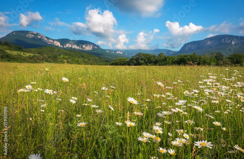 White daisies in full bloom during summer. Flowers in the field near the mountains.