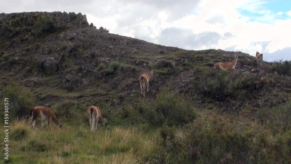 Guanaco lama exotic mammal wild animal in Andes mountains of Patagonia. Pasture of herbivores in wildlife in Tierra del Fuego. Guanaco lama exotic mammal wild animal in Andes mountains of Patagonia. Pasture of herbivores in wildlife in Tierra del Fuego.