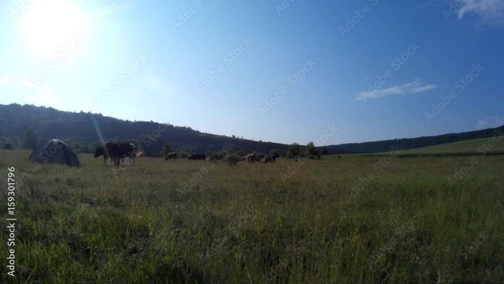 Cows grazing in a meadow Zbruch river, Podilski, Tovtry, Podolian, Avratinian Upland Dniester Khmelnytskyi Ukraine june 2017 2. Cows grazing in a meadow Zbruch river, Podilski, Tovtry, Podolian, Avratinian Upland Dniester Khmelnytskyi Ukraine june 2017 2.