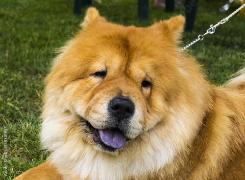 Chow chow dog. Beautiful dog chow-chow in the park. © andrey7777777