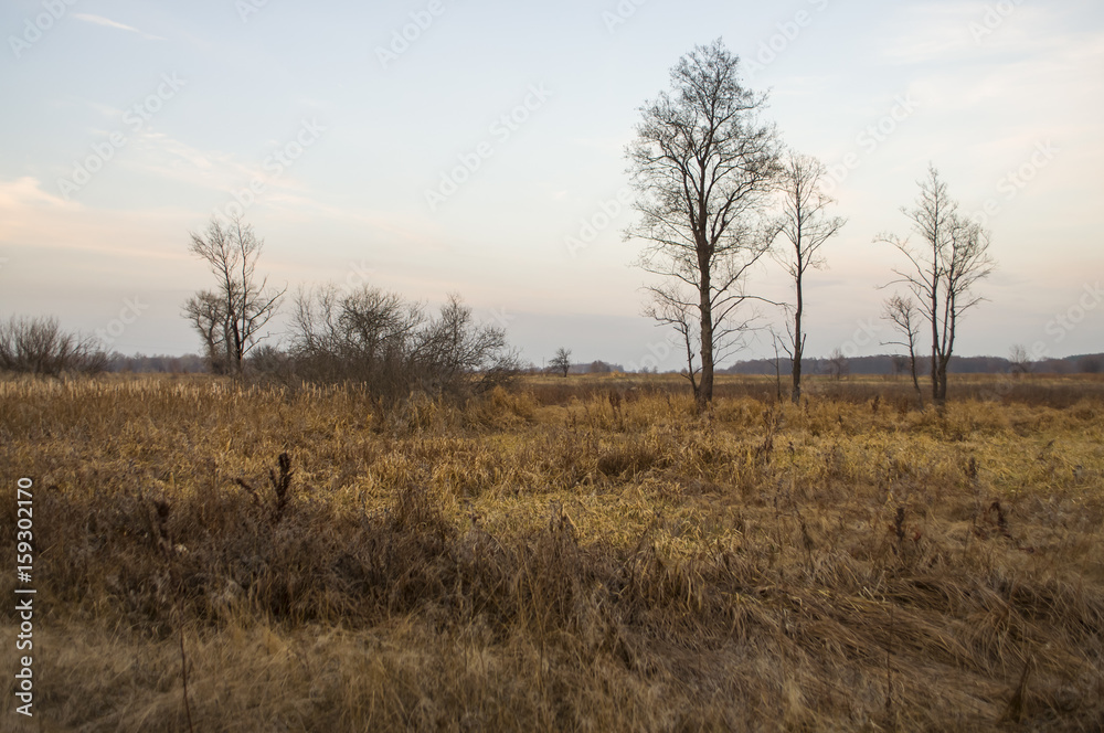 Naked trees and dry grass in the autumn evening meadow