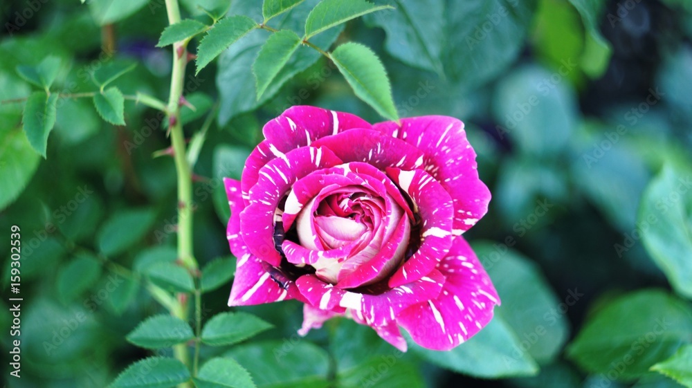 Roses of different colors and varieties, growing in the flowerbed of the city park. These flowers are filled with divine fragrance and magical shades of red, white, yellow, purple and variegated color Roses of different colors and varieties, growing in the flowerbed of the city park. These flowers are filled with divine fragrance and magical shades of red, white, yellow, purple and variegated color