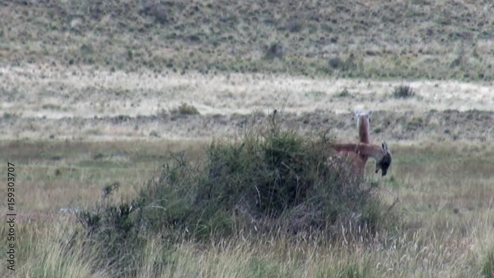 Guanaco lama exotic mammal wild animal in Andes mountains of Patagonia. Pasture of herbivores in wildlife in Tierra del Fuego. Guanaco lama exotic mammal wild animal in Andes mountains of Patagonia. Pasture of herbivores in wildlife in Tierra del Fuego.