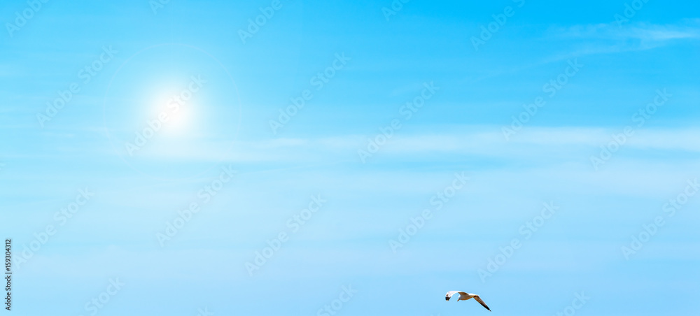 Fototapeta premium Seagull flying under a shining sun