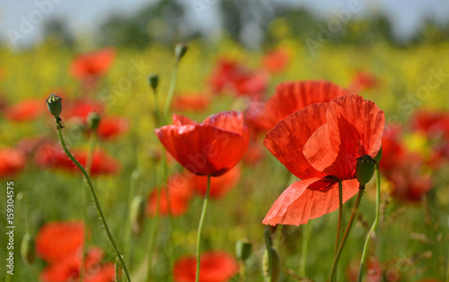 Wild red poppies growing in a field of rapeseed in May in Friuli Venezia Giulia, north east Italy 