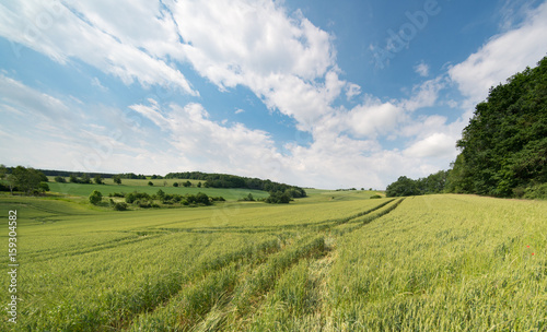 Green field and sky with clouds at sunny day
