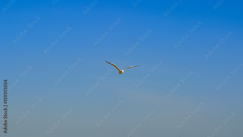 Seagull Bird Flying in the Sky