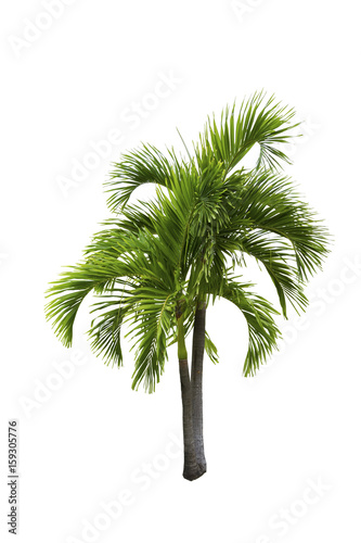 Macarthur palm tree © teestock