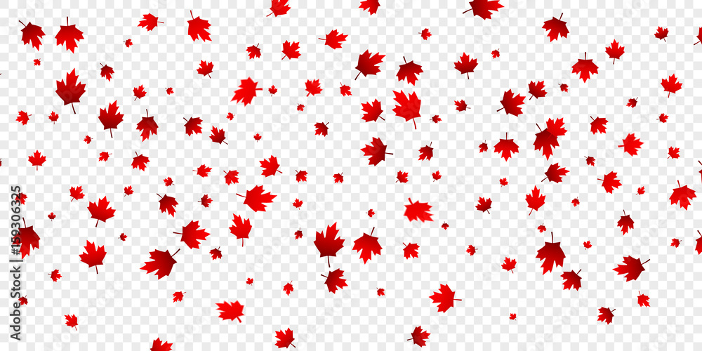 Canada Day maple leaves background. Falling red leaves for Canada Day 1st July