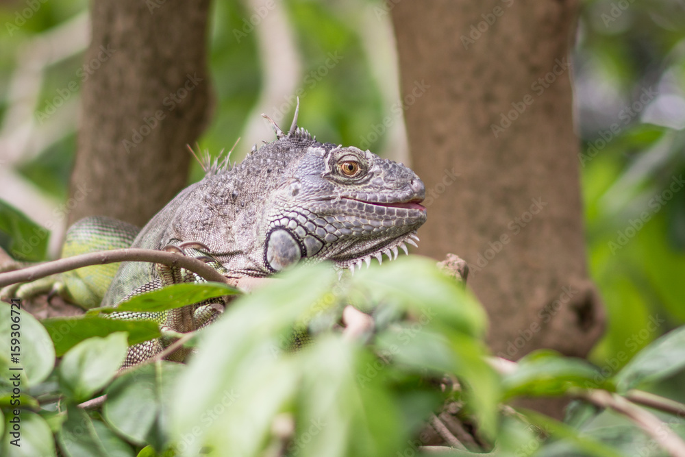 Green Iguana Green Iguana
