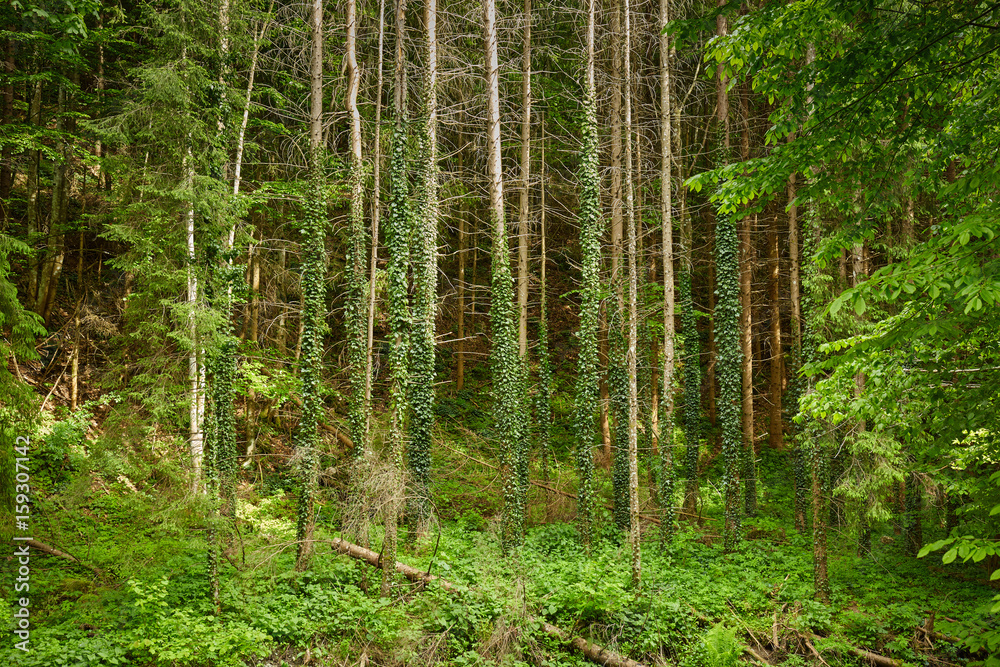 Trees covered in vines Trees covered in vines