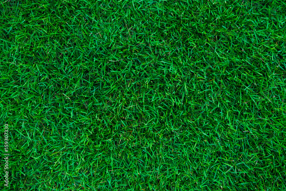 Green nature grass soccer field background Green nature grass soccer field background