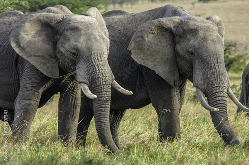 Bull Elephants at Masai Mara