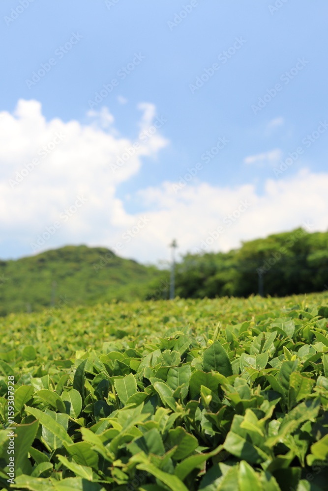 Traditional tea garden in country side of Kagoshima prefecture, Japan Traditional tea garden in country side of Kagoshima prefecture, Japan