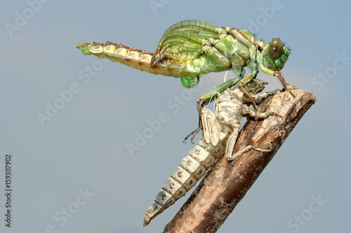 Emergence of Gomphus flavipes, River Clubtail dragonfly photo