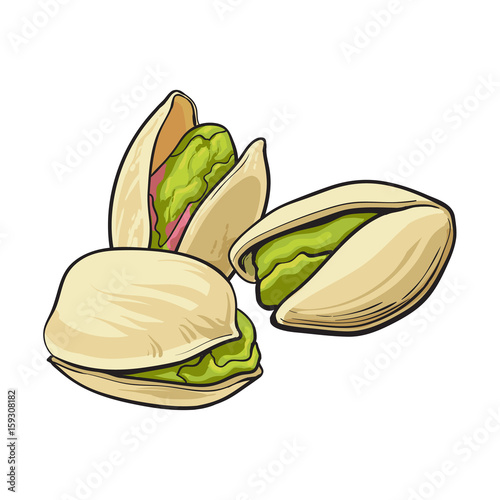 Group of pistachio nuts, shelled and unshelled, sketch style vector illustration isolated on white background. Realistic hand drawing of pistachio nuts
