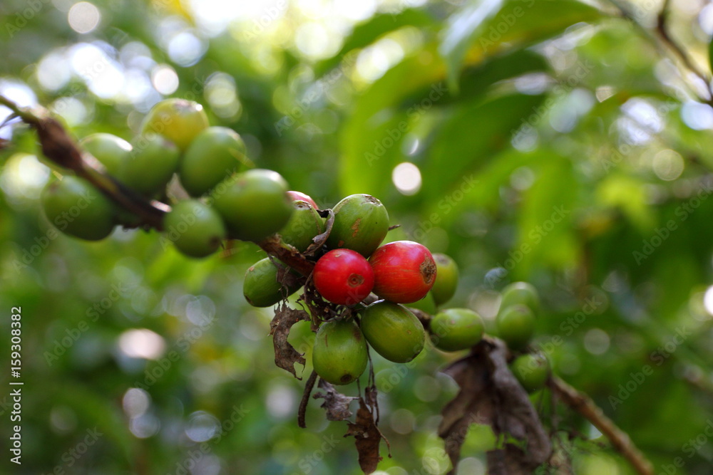 Focus on two ripe red coffee beans among green Focus on two ripe red coffee beans among green