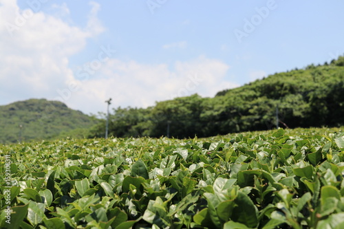 Photography Traditional tea garden in country side of Kagoshima prefecture, Japan