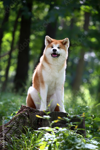 Akita-inu dog. Portrait. Summer forest.