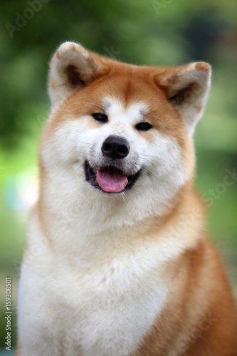 Akita-inu dog. Portrait. Summer forest.
