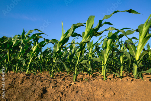 Corn plants growing in cultivated agricultural field