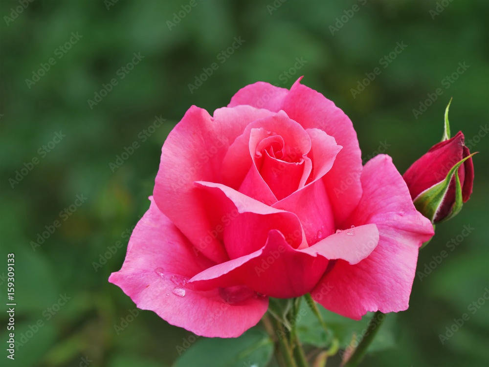 Pink rose bud closeup
