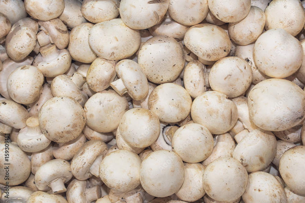 Organic champignon mushroom on farmers market Organic champignon mushroom on farmers market