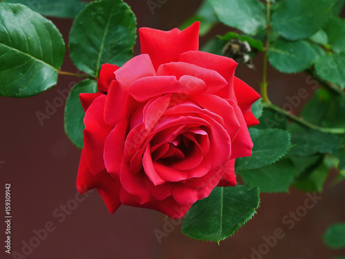 Fototapeta Naklejka Na Ścianę i Meble -  Red rose closeup