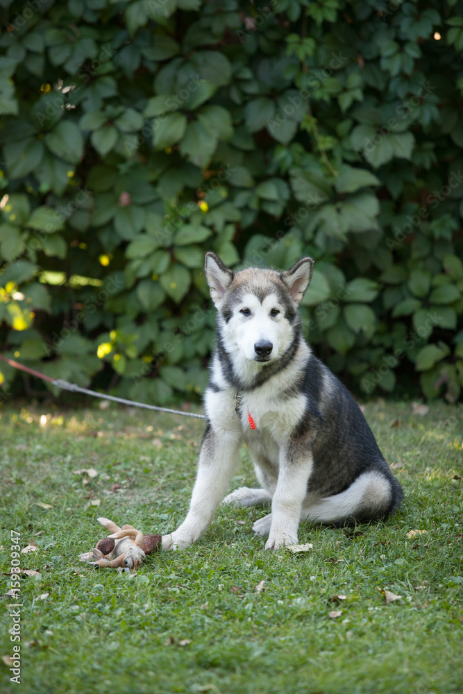 Malamute puppy sitting on the grass