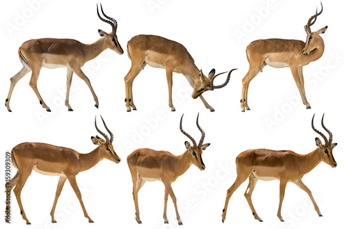 set of six blackfaced impala, isolated on white background