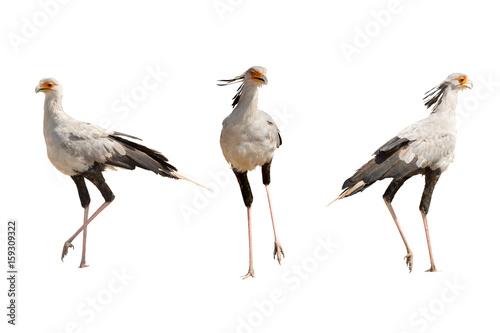 Set of theee secretary birds, isolated on white background
