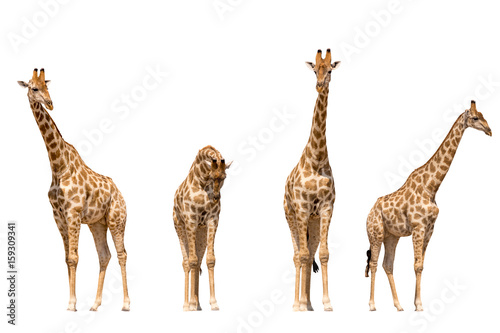 Set of four giraffe portraits, isolated on white background