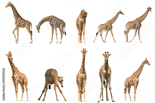 Set of ten giraffe portraits, isolated on white background