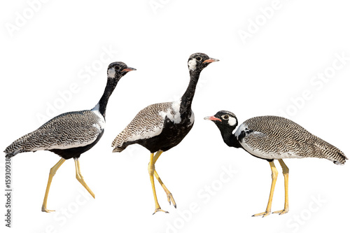Set of three Northern Black Korhaan standing isolated on white background photo
