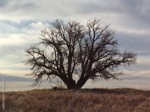 Texas Hanging Tree