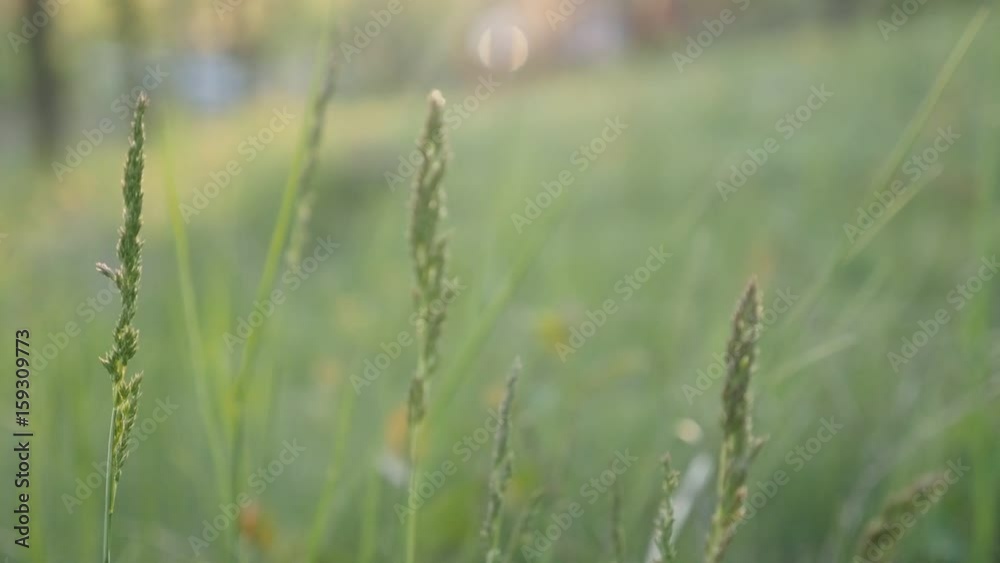 Slow motion of decorative spring plant shallow DOF 1920X1080 HD footage - Green swaying grass in the field slow-mo 1080p FullHD video Slow motion of decorative spring plant shallow DOF 1920X1080 HD footage - Green swaying grass in the field slow-mo 1080p FullHD video