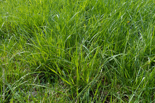 Long lush green grass in bright sunlight