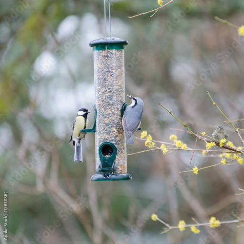 one great tit an one nutchat are eating