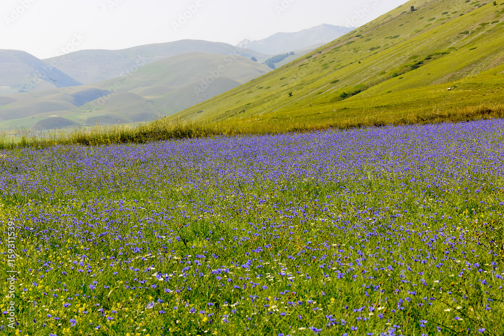 Field of cornflowers in the mountains