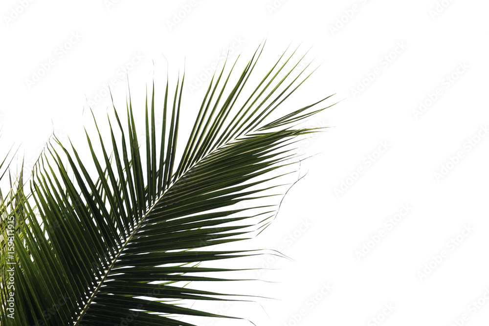 Obraz premium Coconut leaf isolated on white background with clip path