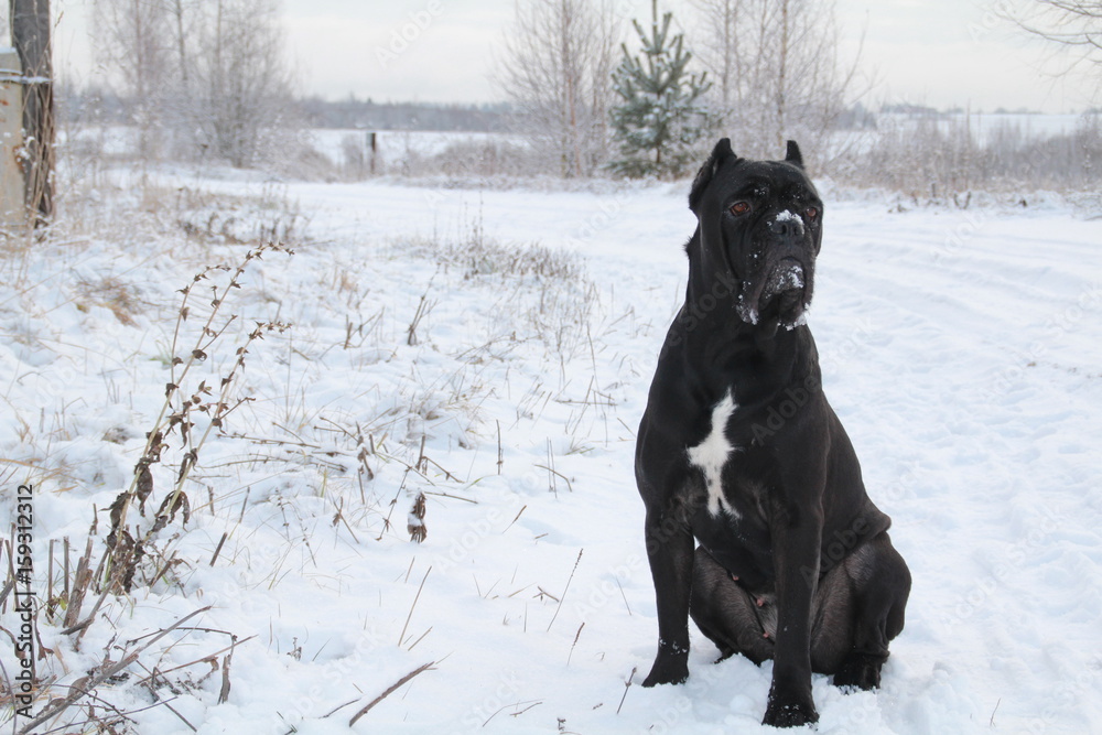 Cane Corso Italiano. A large, noble, black dog sits on white snow. A dog is a bodyguard.