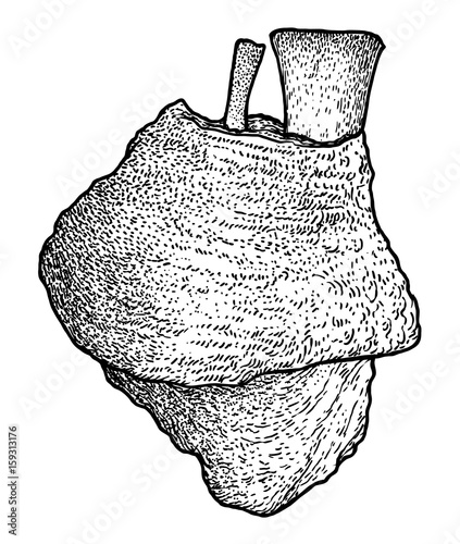 knuckle illustration, drawing, engraving, ink, line art, vector