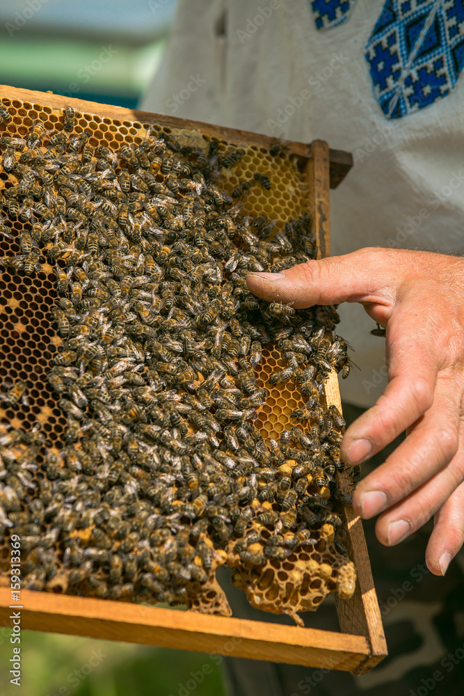 Hand of beekeeper is working with bees and beehives on the apiary. Bees on honeycombs. Frames of a bee hive Hand of beekeeper is working with bees and beehives on the apiary. Bees on honeycombs. Frames of a bee hive