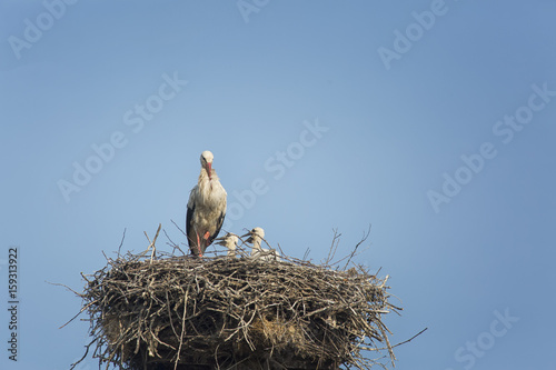 Stork with babies in nest