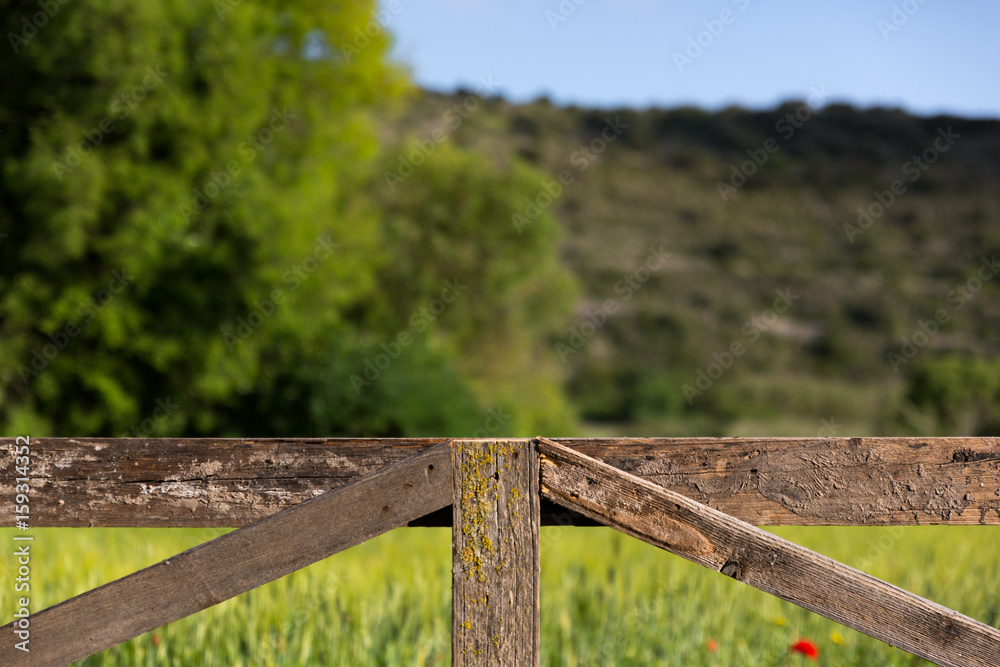 An old wooden fence closes a wide green wheat field in spring An old wooden fence closes a wide green wheat field in spring