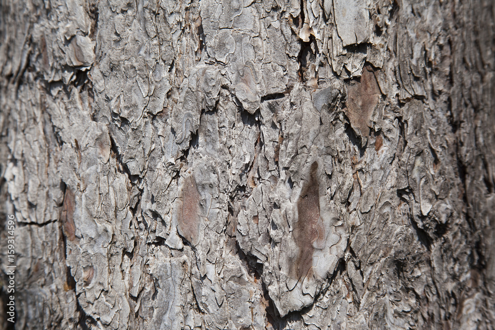 Wooden wall or floor. Old wooden background. Tree bark texture macro Wooden wall or floor. Old wooden background. Tree bark texture macro