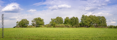 панорама с березовой рощей в поле, Россия