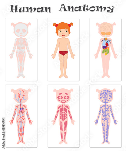 Human anatomy for kids