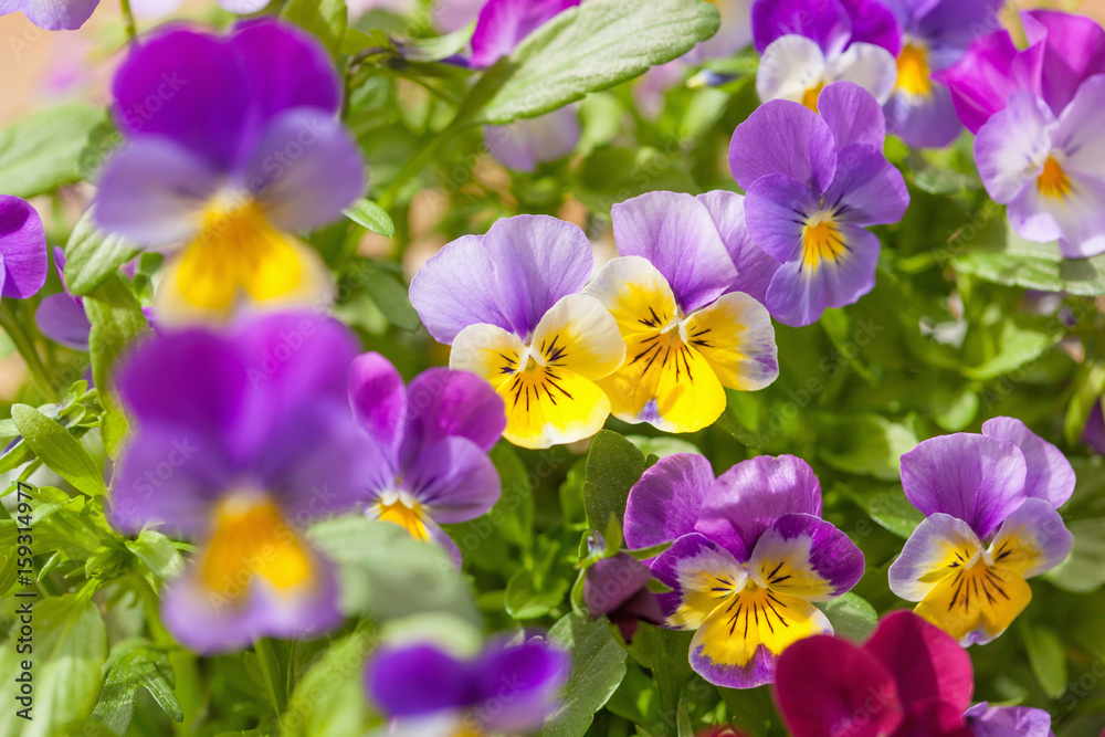 beautiful pansy summer flowers in garden beautiful pansy summer flowers in garden